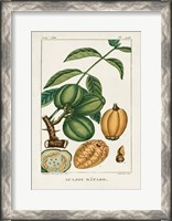 Framed Turpin Foliage & Fruit IV