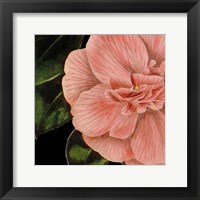 Framed Dramatic Camellia I