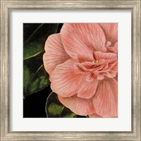 Framed Dramatic Camellia I