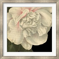 Framed Dramatic Camellia II