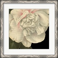 Framed Dramatic Camellia II