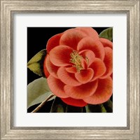 Framed Dramatic Camellia III