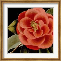 Framed Dramatic Camellia III
