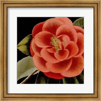 Framed Dramatic Camellia III