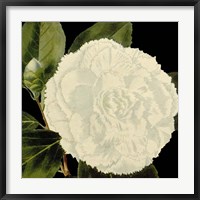 Framed Dramatic Camellia IV