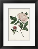 Framed Vintage Rose Clippings I