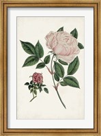Framed Vintage Rose Clippings I