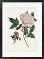 Framed Vintage Rose Clippings I