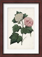 Framed Vintage Rose Clippings II