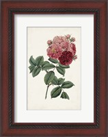 Framed Vintage Rose Clippings III
