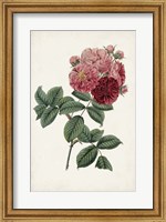 Framed Vintage Rose Clippings III