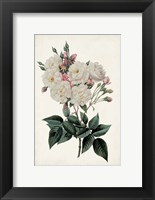 Framed Vintage Rose Clippings IV