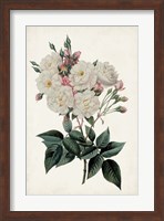 Framed Vintage Rose Clippings IV