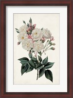 Framed Vintage Rose Clippings IV