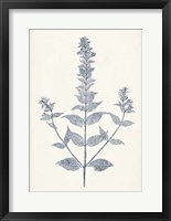 Framed Navy Botanicals VII