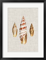 Antique Shells on Linen I Framed Print