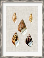 Framed Antique Shells on Linen II