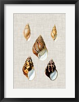 Antique Shells on Linen II Framed Print