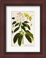 Framed Vintage Rhododendron I