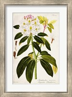 Framed Vintage Rhododendron I