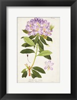 Framed Vintage Rhododendron II