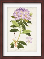 Framed Vintage Rhododendron II