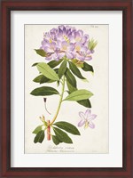 Framed Vintage Rhododendron II