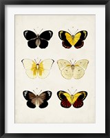 Framed Vintage Butterflies I