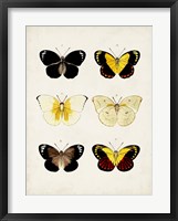 Framed Vintage Butterflies I