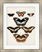 Framed Vintage Butterflies II