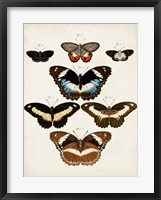 Framed Vintage Butterflies II