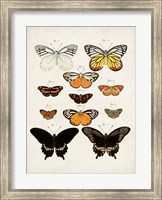 Framed Vintage Butterflies III