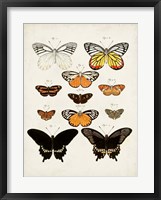 Vintage Butterflies III Framed Print
