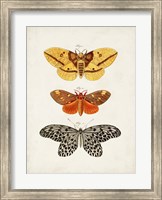Framed Vintage Butterflies IV