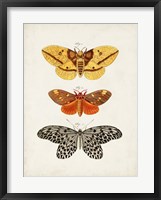 Framed Vintage Butterflies IV