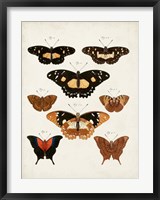 Framed Vintage Butterflies V
