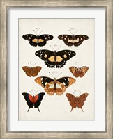 Framed Vintage Butterflies V