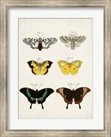 Framed Vintage Butterflies VI