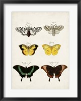 Vintage Butterflies VI Framed Print