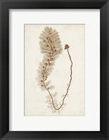 Framed Sepia Seaweed III