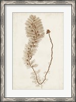 Framed Sepia Seaweed III