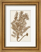 Framed Sepia Seaweed IV