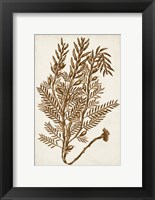 Framed Sepia Seaweed IV