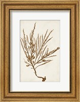 Framed Sepia Seaweed V