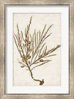 Framed Sepia Seaweed V