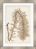 Framed Sepia Seaweed VI