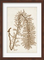 Framed Sepia Seaweed VI