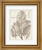 Framed Sepia Exotic Plants I