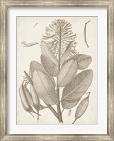 Framed Sepia Exotic Plants I