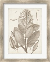Framed Sepia Exotic Plants I